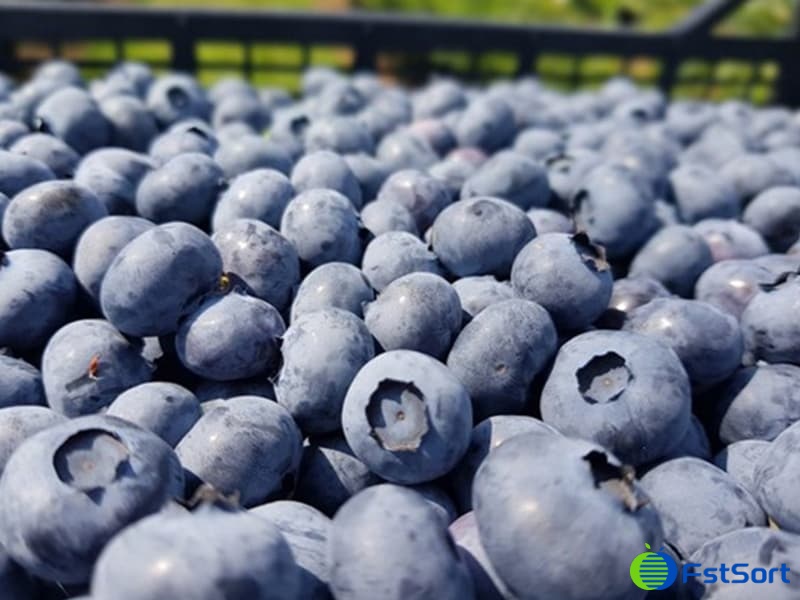 images/1709625712936Arándanos serbios.jpg